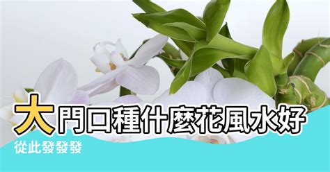 門口左右 邊種樹|大門口適合放什麼植物？風水師推薦發財樹、富貴竹、。